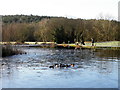 Ducks, Glenkeen Fishery