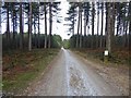 SK6162 : Sherwood Pines Forest Park timber haul road / main road back to centre by Steve  Fareham