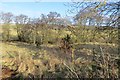 Alders, Garvock Burn