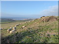 Sheep grazing on the hillside above Clayhanger Farm