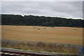 Bales in a field