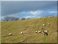 Farmland, Cumwhitton