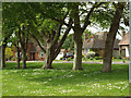 Through the trees, Firle Close, Seaford