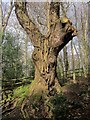 Tree, Leigh Woods