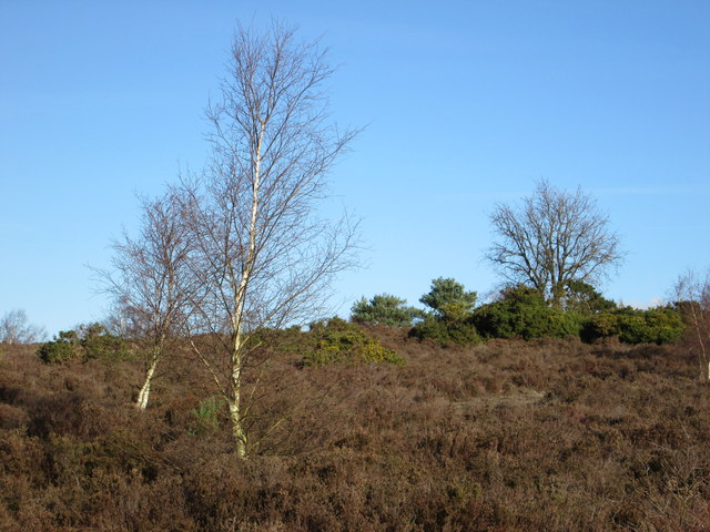 Silver birch trees and heather on Yagden Hill