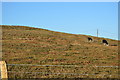 SY9384 : Sheep grazing on Three Barrows by N Chadwick