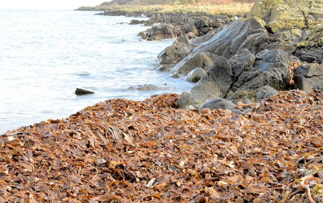 Seaweed, Helen's Bay - February 2015(1)