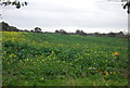 Oilseed rape