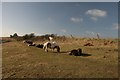 SY7084 : Ponies on the South-west Coastal Path near Sutton Poyntz by Becky Williamson