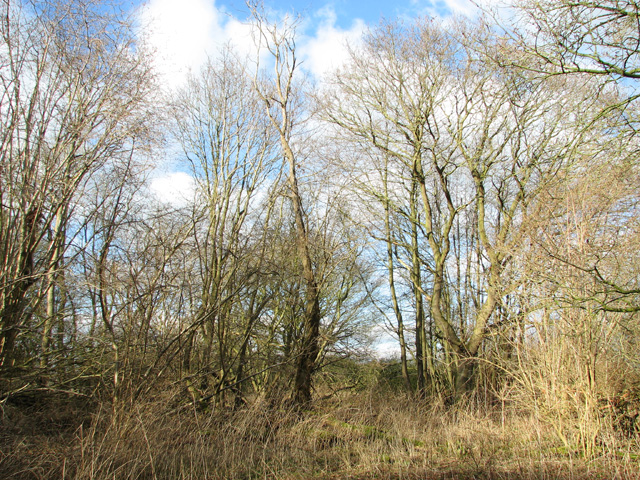 Bare trees on Site 3 © Evelyn Simak :: Geograph Britain and Ireland