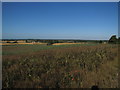 Overgrown Field