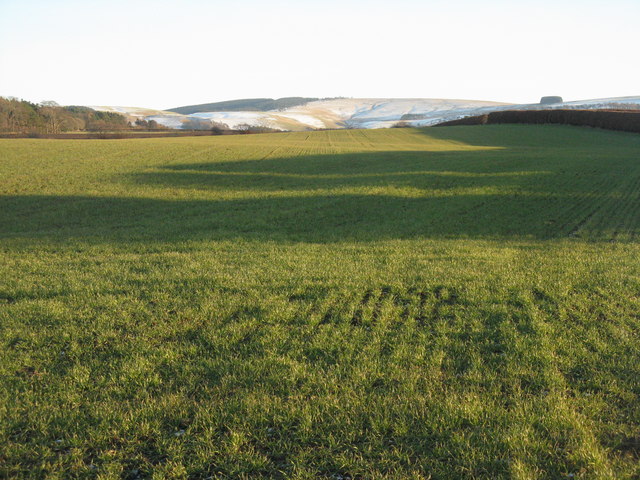 Winter barley near Humbie Mill