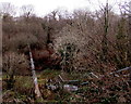 Steps down to a river pipe bridge, Penywaun