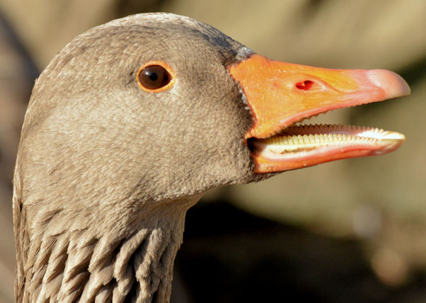 Greylag goose, Kiltonga, Newtownards - February 2015(2)