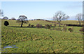 Fields with trees