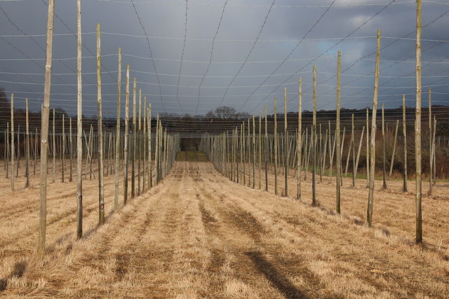 Hoad's Farm Hop Field © Oast House Archive :: Geograph Britain And Ireland