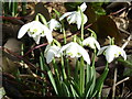 Snowdrops at Oare Gunpowder Works Country Park