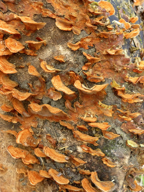 Fungus at Oare Gunpowder Works Country Park