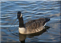 A Canada goose at Blackleach Country Park