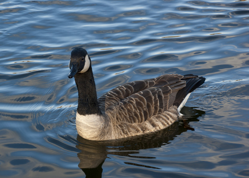 A Canada goose at Blackleach Country... © Ian Greig cc-by-sa/2.0 ...