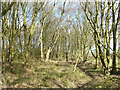 Woodland near Wrightington Pond