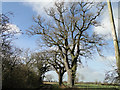 English oaks