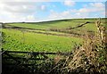 Farmland near Coombe Farm