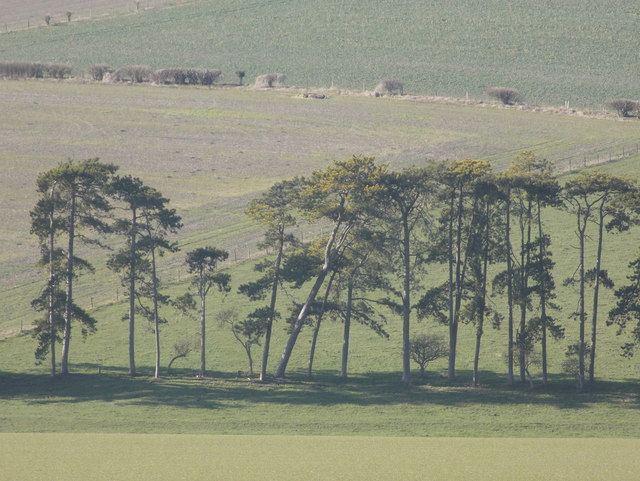 Pentridge: a line of trees