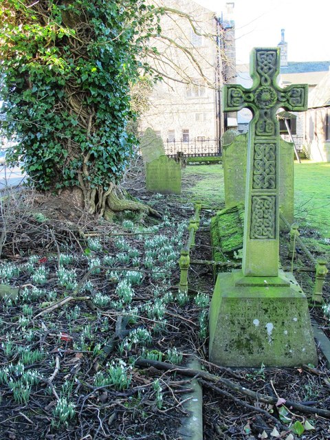 Snowdrops among the graves