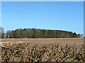 Small plantation near Burcot Farm