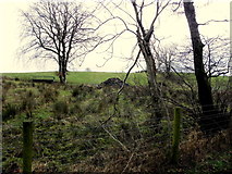 H5474 : Rushy ground, Drumnakilly by Kenneth  Allen