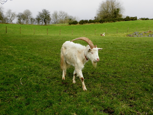 Single horned goat