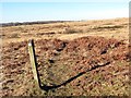 SS5691 : Llwybr Comin Fairwood / Fairwood Common Path by Alan Richards