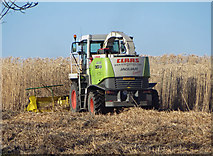 TA0016 : Cutting Miscanthus near Bonby by David Wright