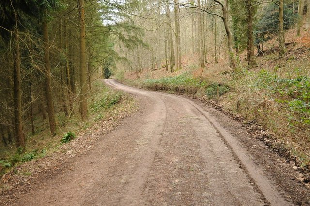 Forest track above Blackpool Brook
