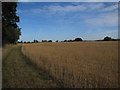 Footpath in Crop Field