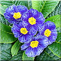 ST7564 : Blue primroses by Jonathan Billinger