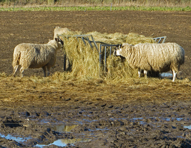 Sheep near Ellerker, E Yorks © Paul Harrop cc-by-sa/2.0 ...