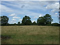 Grazing, Upper Bruntingthorpe