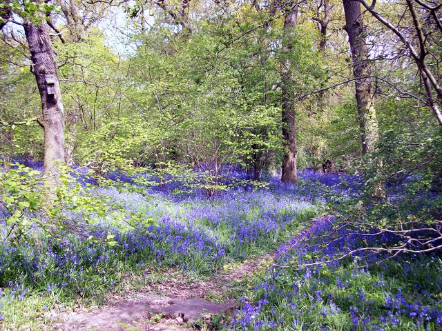 Bluebells in Dole Wood, near Bourne, Lincolnshire