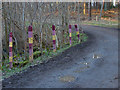 Multi coloured fence posts