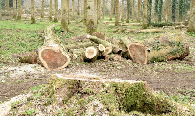 Felled trees for sale northern ireland