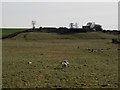 NU1531 : Grassland at Hoppen by Graham Robson
