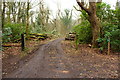 Snowdrop Trail, Castle Kennedy Gardens