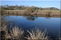 SO8347 : River Severn near Chapelhill Rough by Philip Halling