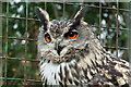 Eagle Owl