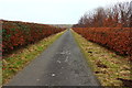 Road to Craigcaffie Bridge