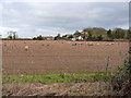 Sheep on winter fodder at Hillend