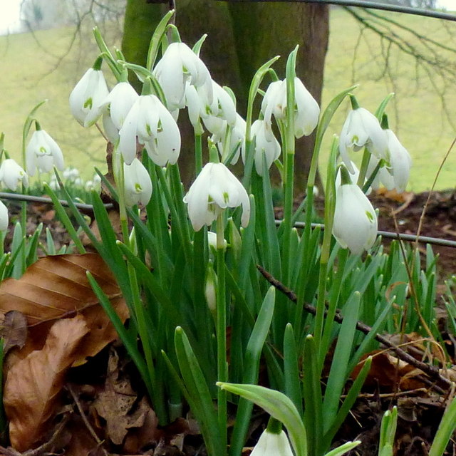 Galanthus elwesii © Jonathan Billinger :: Geograph Britain and Ireland