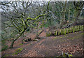 A nature reserve in Kersal Dale